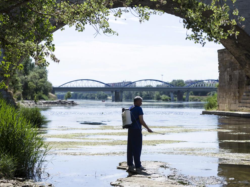Trabajos para la prevención de la mosca negra en el Ebro, a su paso por Zaragoza