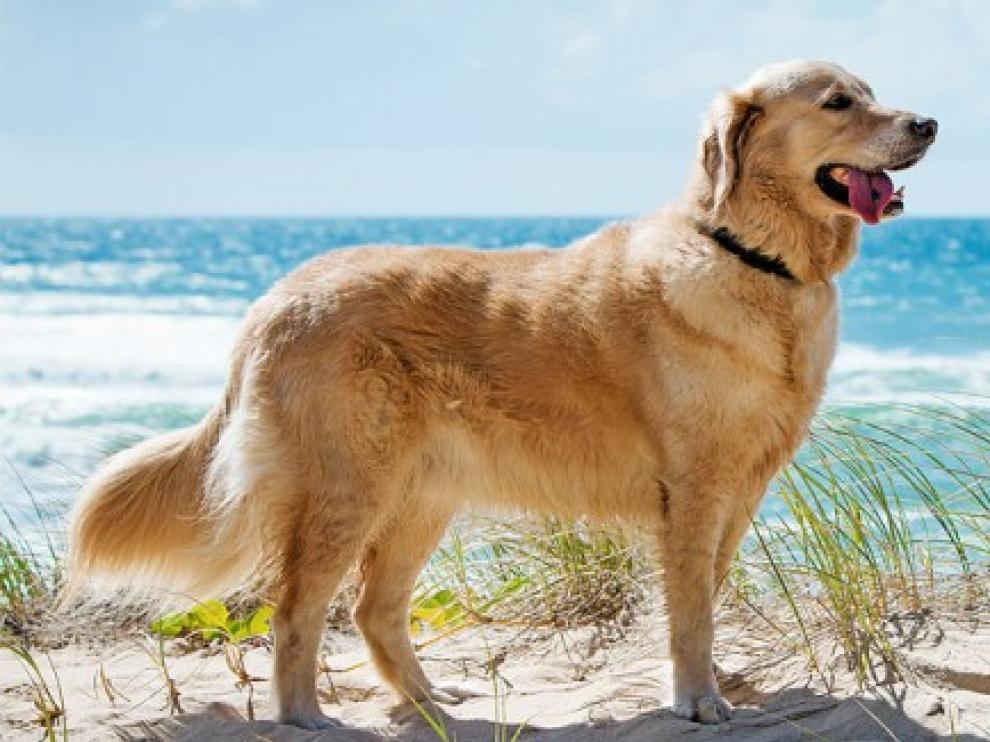 playas para perros