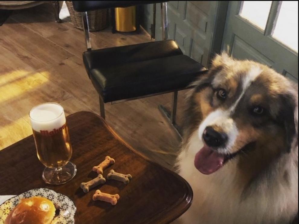 Un perro en el Café Palmaria, en Zaragoza, que admite la entrada de mascotas.
