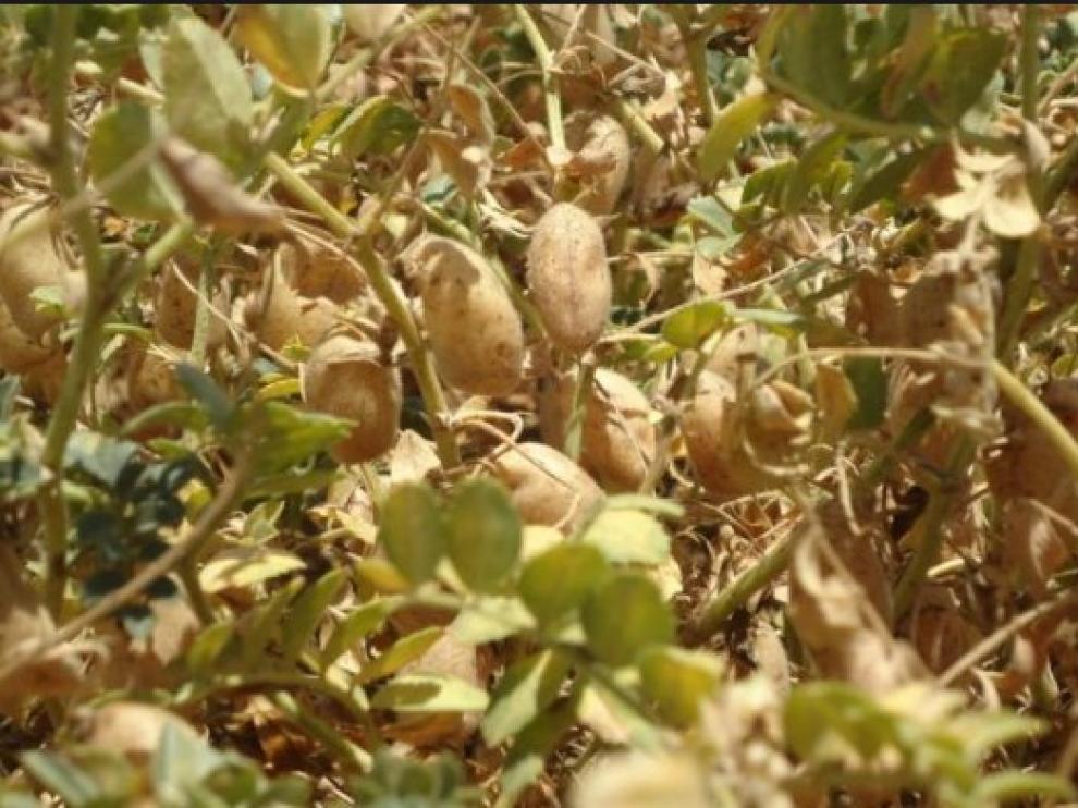 La planta del garbanzo modificada genéticamente puede ser una aliada contra el cambio climático