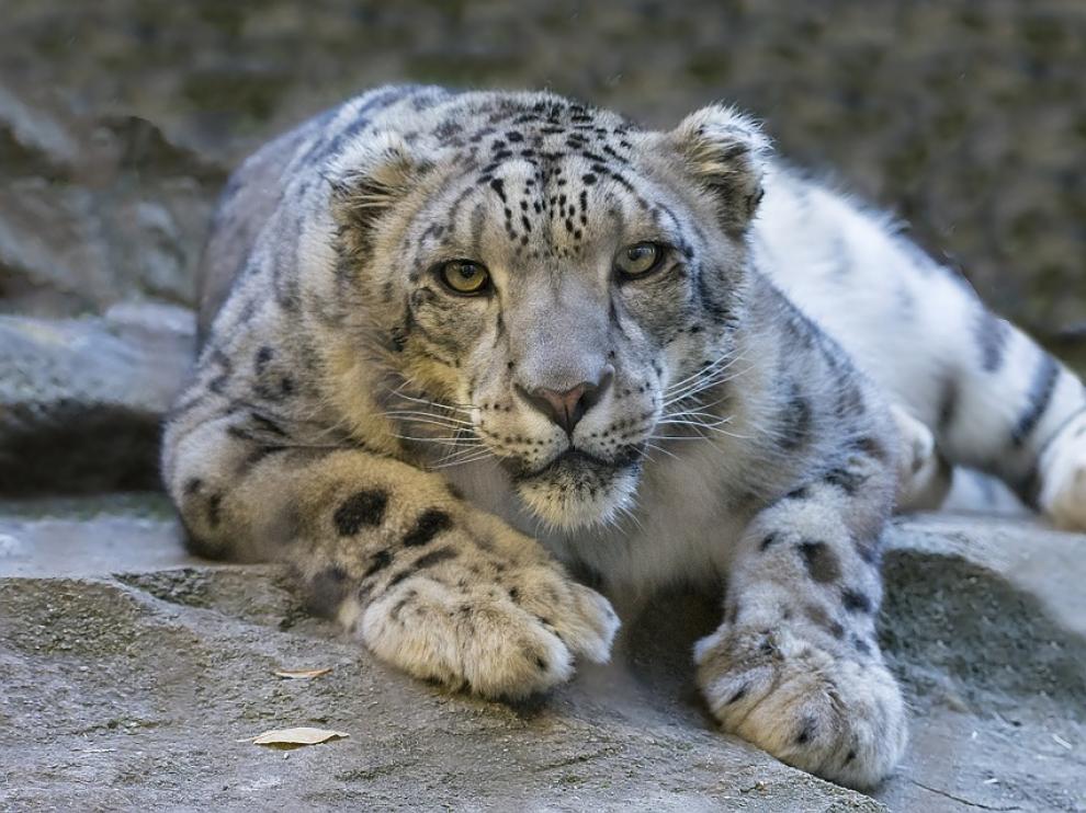 Los leopardos interactuan con turistas y trabajadores lo que puede provocar que pierdan el miedo.