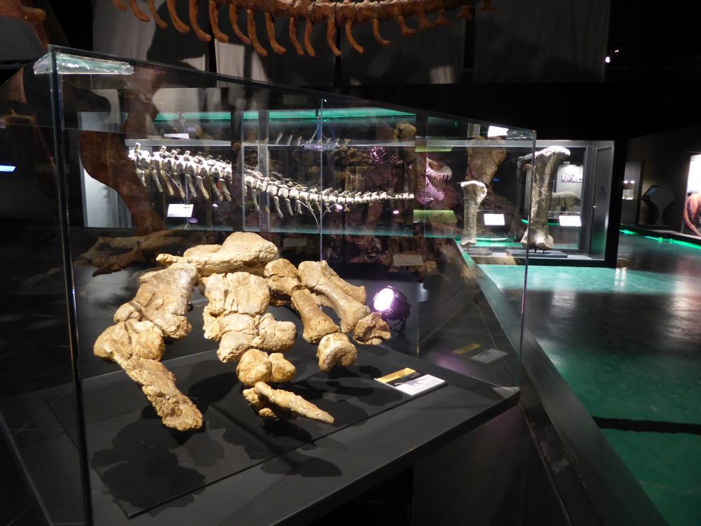 Fósiles originales de dinosaurios gigantes de Teruel en Dinópolis; en primer término destaca uno de los pies de Turiasaurus