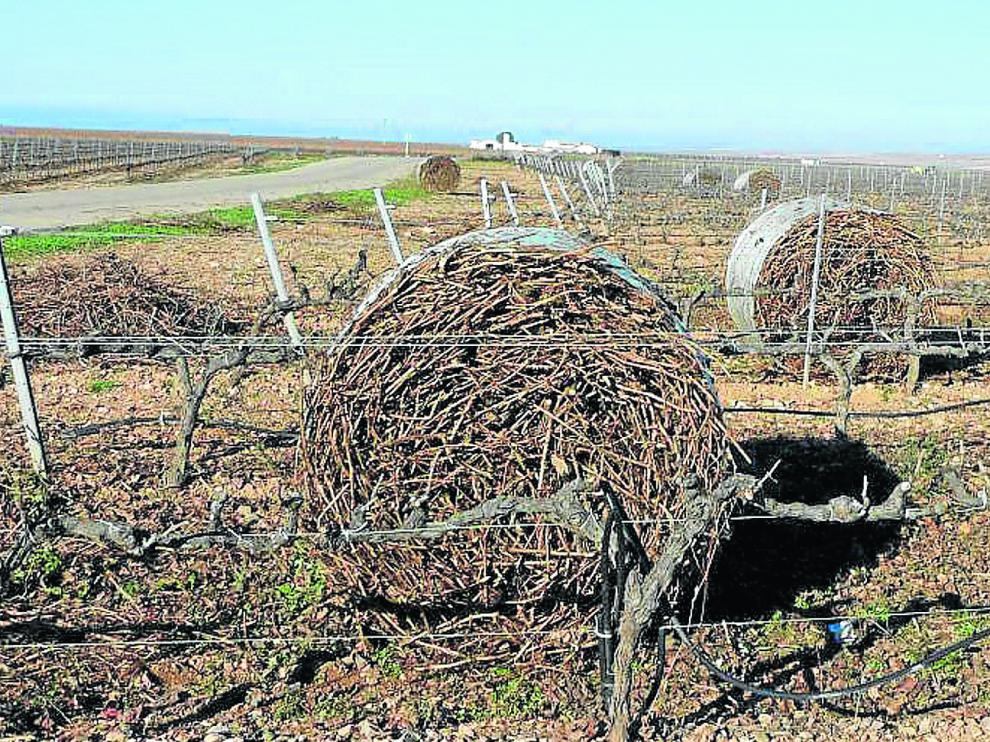 Pacas realizadas con restos de poda de vid en la Denominación de Origen Cariñena.