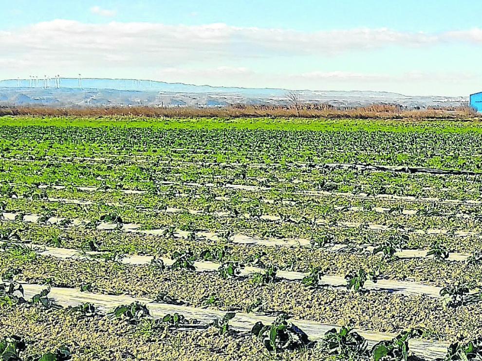 Plásticos biodegradables desarrollados por el proyecto ‘LIFE Multibiosol’.