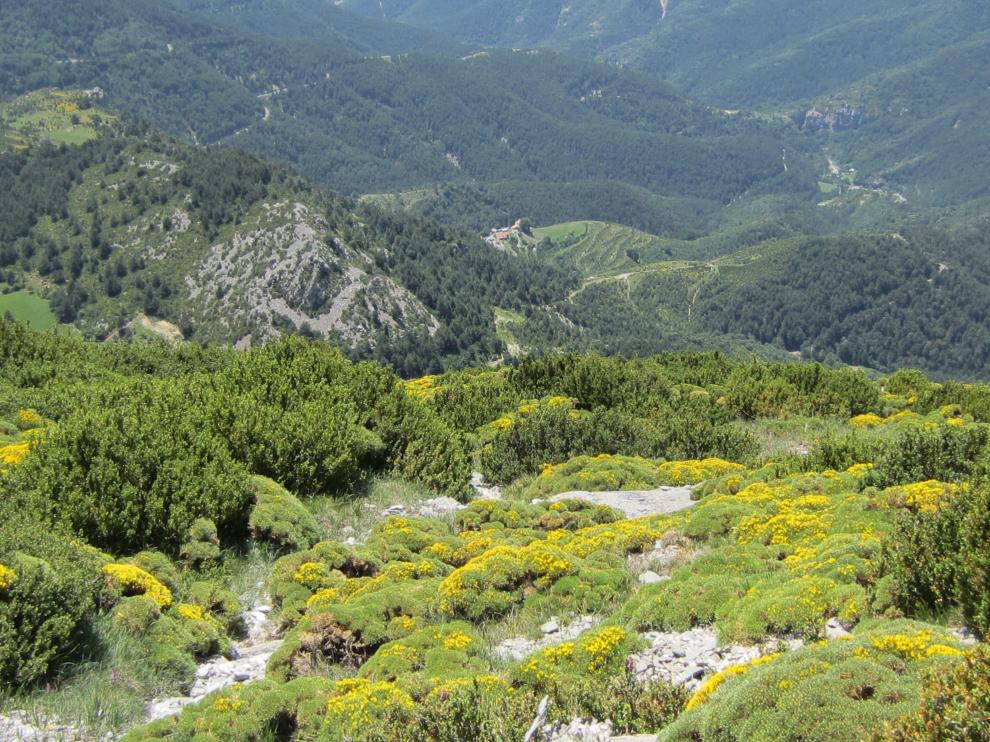 El erizón llena de amarillos la sierra de Bonés de la primavera al verano.