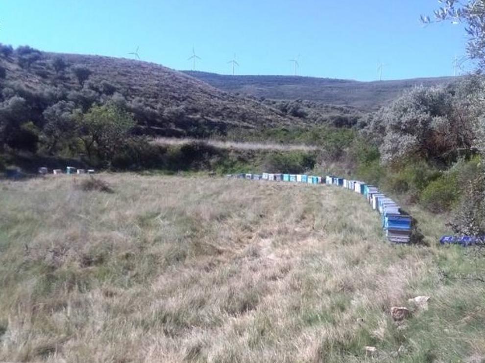 Las colmenas recuperadas por la Guardia Civil en Tarazona.