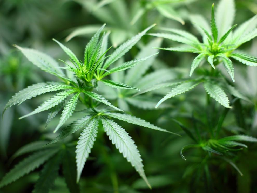 Una planta de marihuana