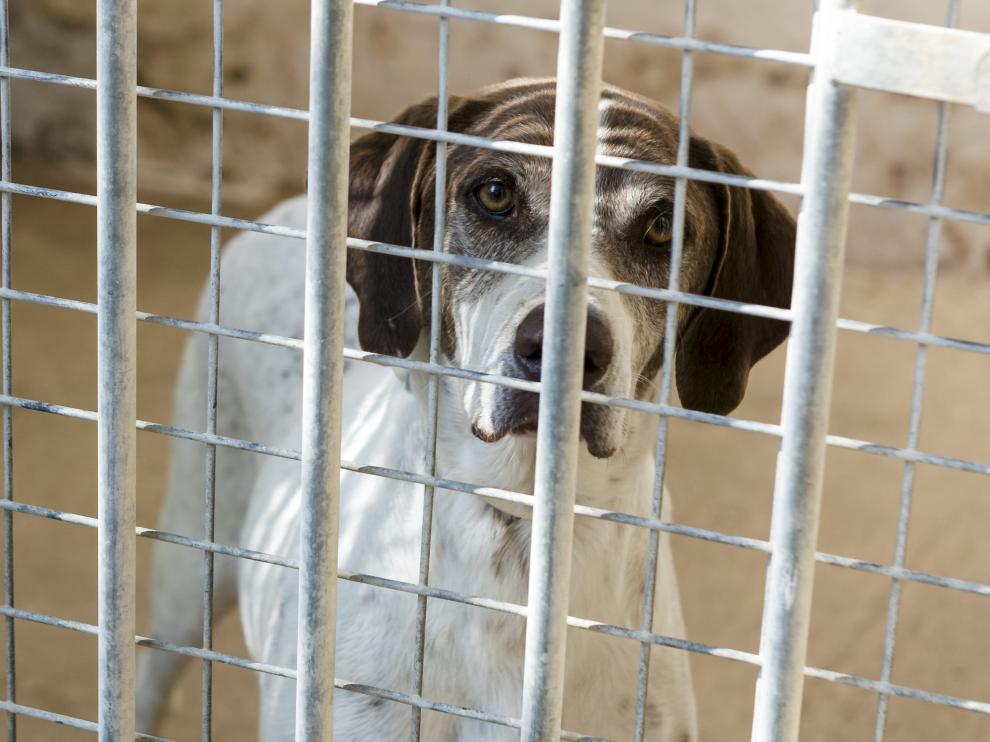Un perro acogido en el Centro Municipal de Protección Animal tras ser abandonado.