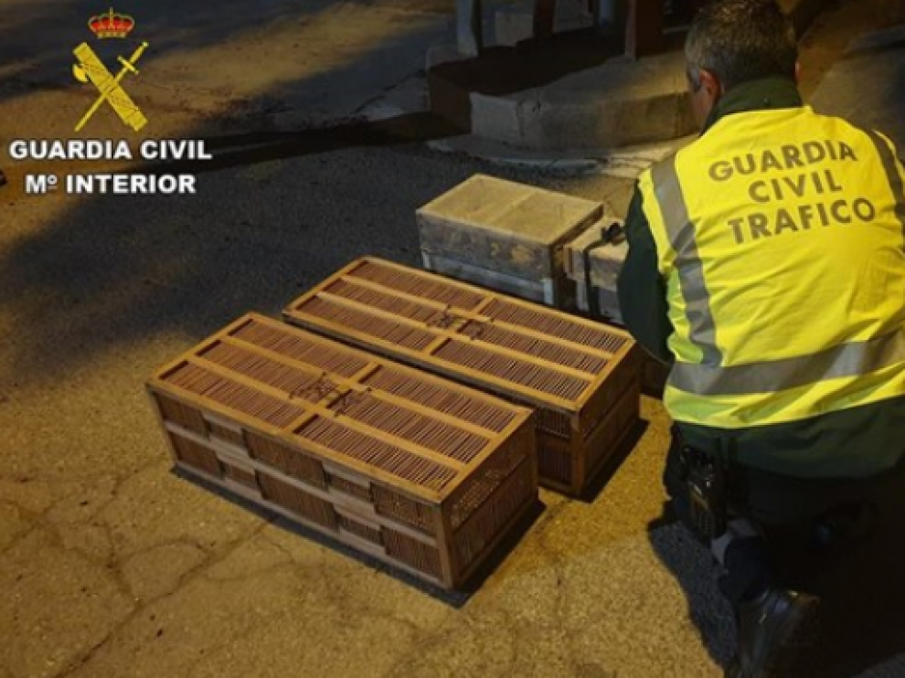 El hombre, no acreditó la tenencia legal de los pájaros ni los fines para los que iban a dedicarse.