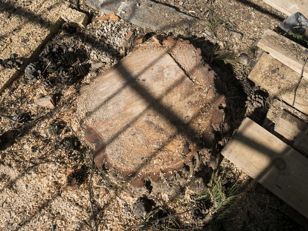 El tocón de uno de los pinos cortados en la calle Bruno Solano de Zaragoza.