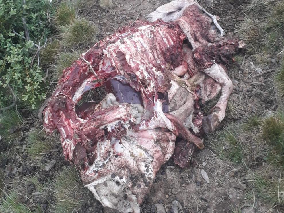 Imagen de una oveja atacada por Goiat en Cataluña.