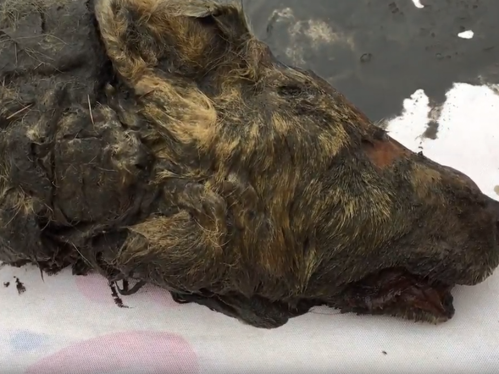 Cabeza encontrada en Siberia