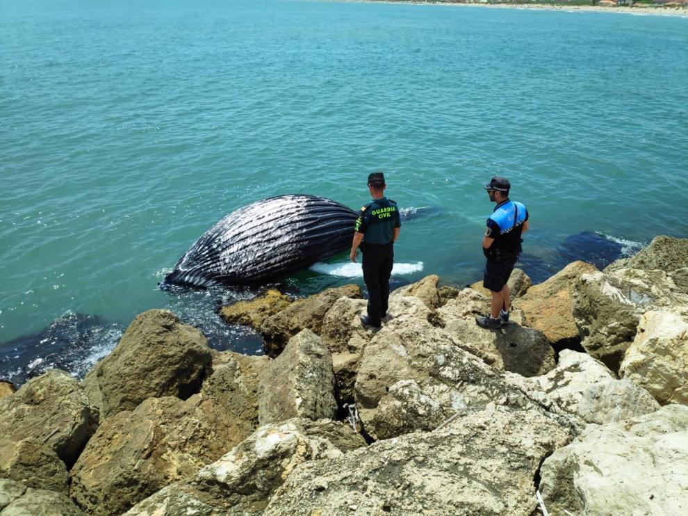 El cadáver del cetáceo fue hallado en el entorno del puerto de la capital de la Safor,