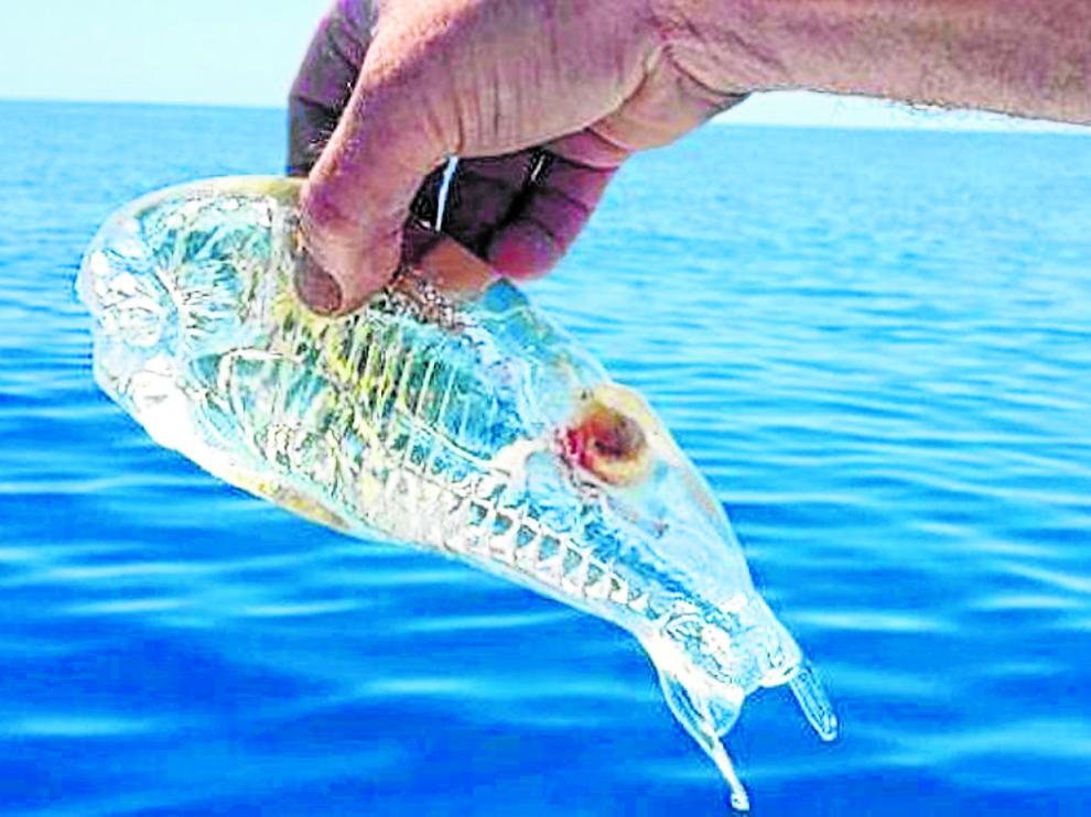 Un ejemplar excepcionalmente grande de ‘Salpa fusiformis’. Abajo, los restos de muchos otros en una playa del Mediterráneo.