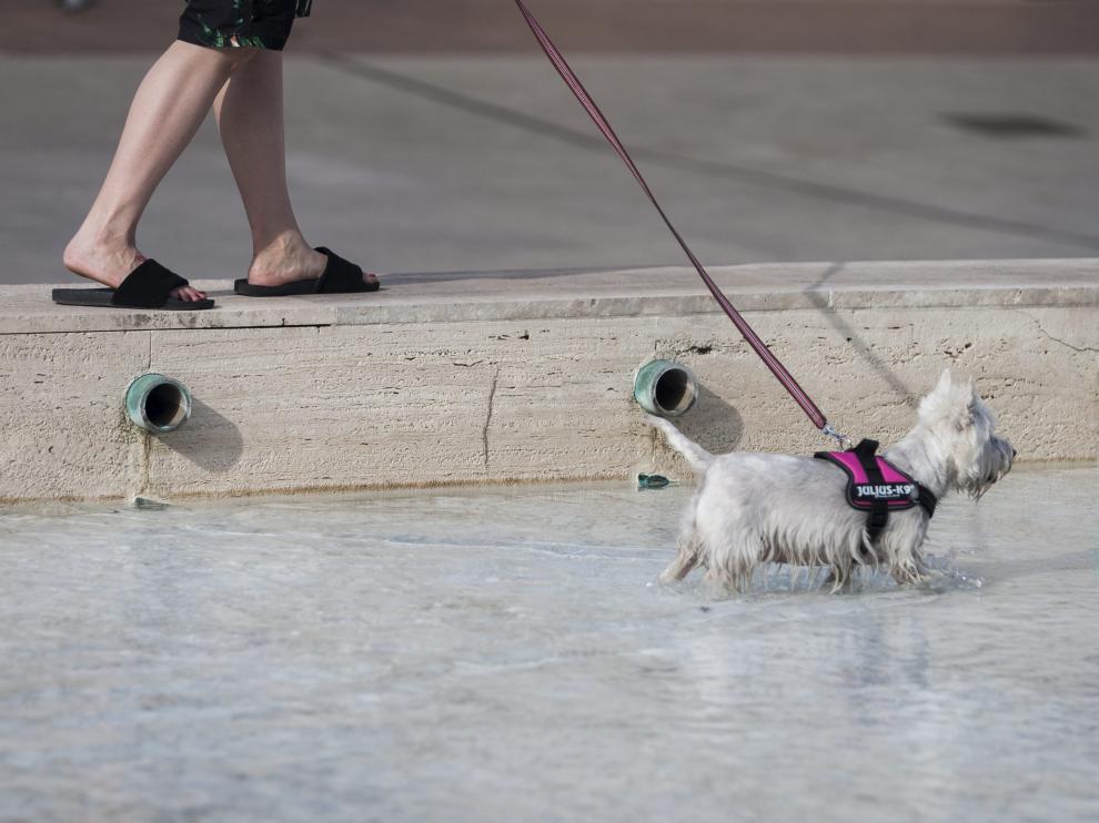 Un perro se refresca en una fuente de Zaragoza en un día de calor.
