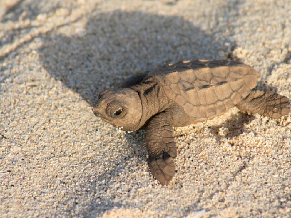 Cría de tortuga marina