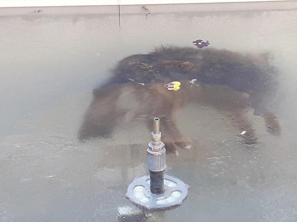 La imagen del perro congelado fue muy compartida en redes sociales