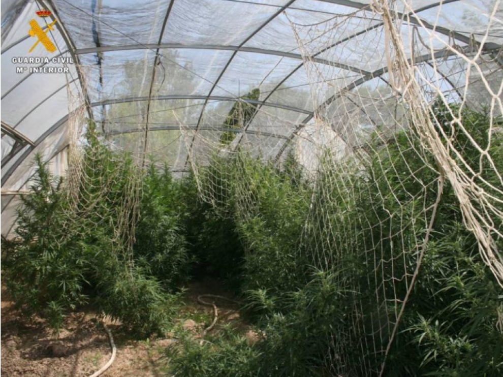 La plantación de marihuana en Aljafarín.