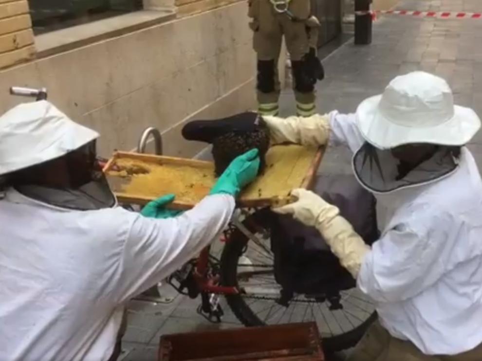 Así retiran los bomberos enjambres "desnudos" de abejas en Zaragoza