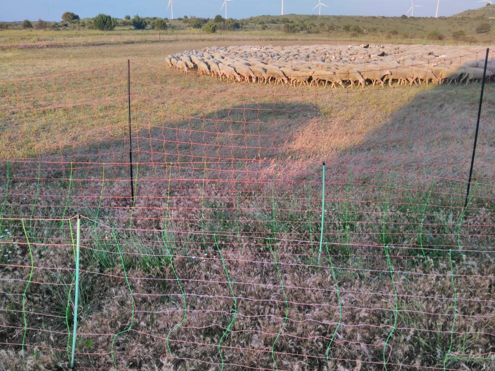 Pastores eléctricos instalados en Torralba de Aragón, uno antilobo de 1,80 metros y otros normales.