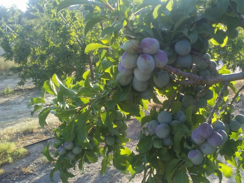 Más de la mitad de los cultivos de ciruela reina de Caspe han quedado abrasados por el calor.