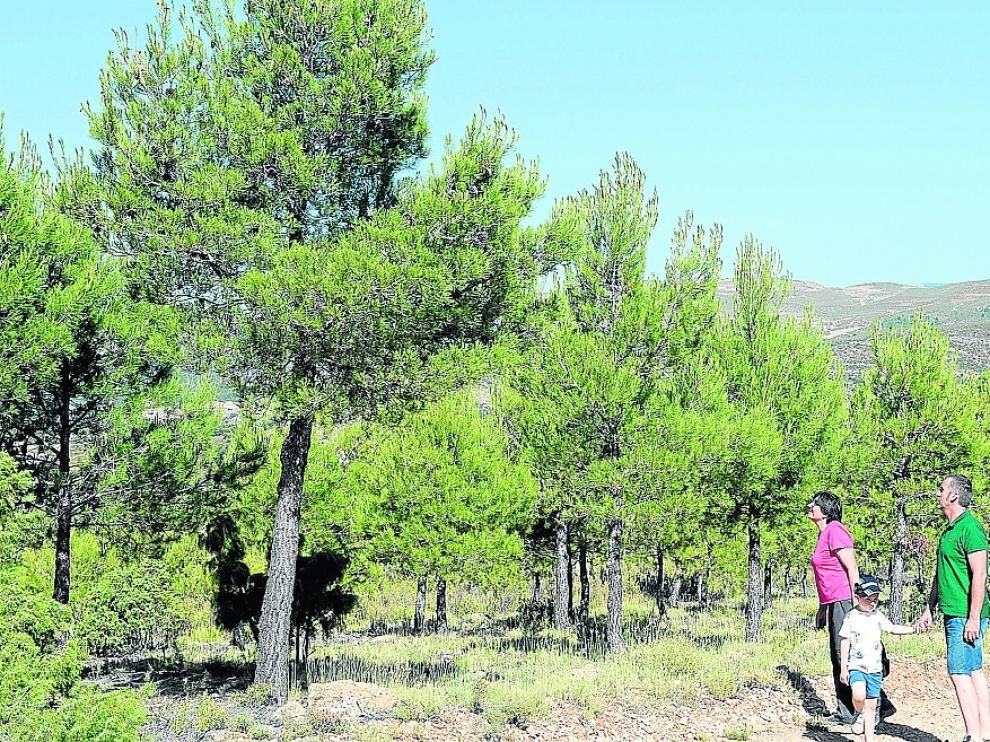 25 años después en las zonas quemadas de Bordón crecen pinos de más de cuatro metros de altura.