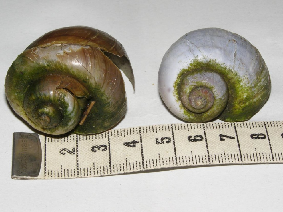 Las dos conchas de caracol manzana.