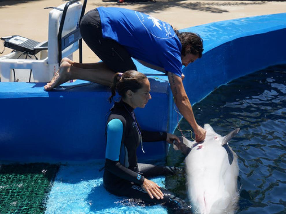 El delfín Lazo del Oceanogràfic se presta a la colocación de los sensores