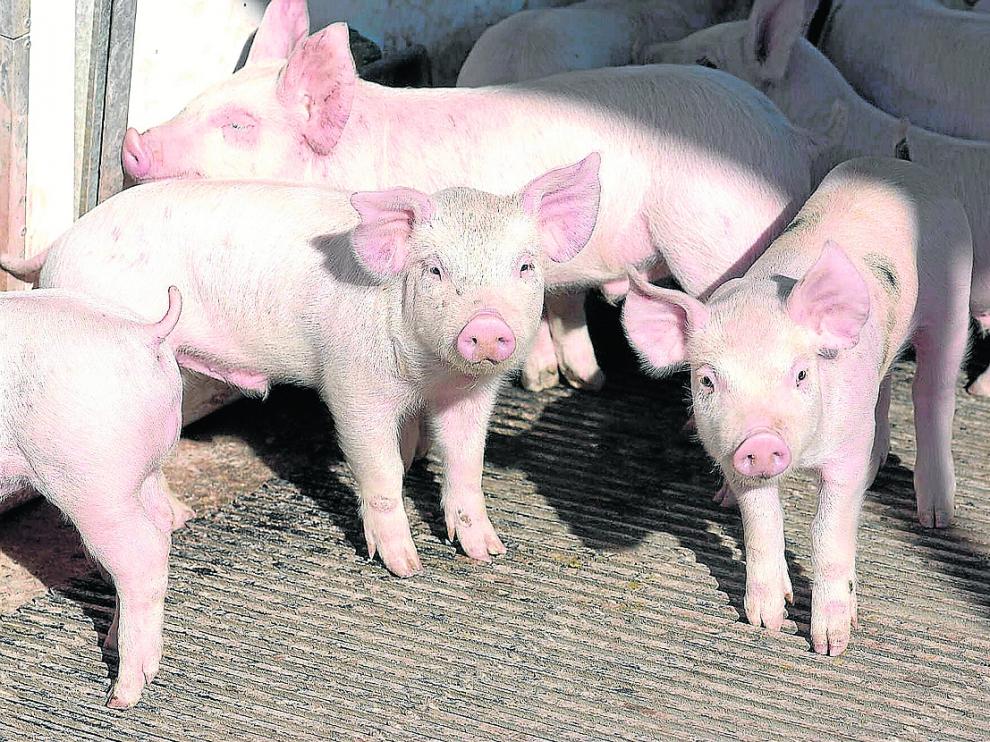 Ejemplares de una ganadería de porcino situada en la Comunidad aragonesa.