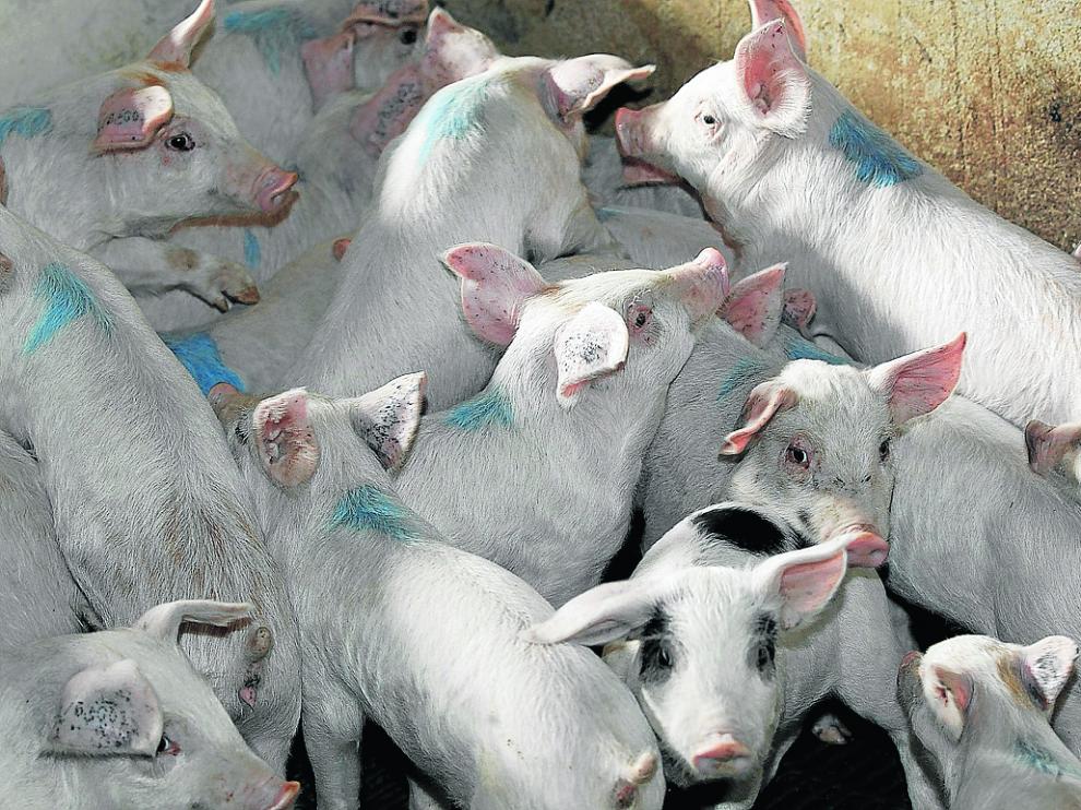 Granja de cerdos en Orrios que ha realizado obras para adecuarla a la directiva de bienestar animal. Foto Antonio Garcia/Bykofoto. 06-11-13