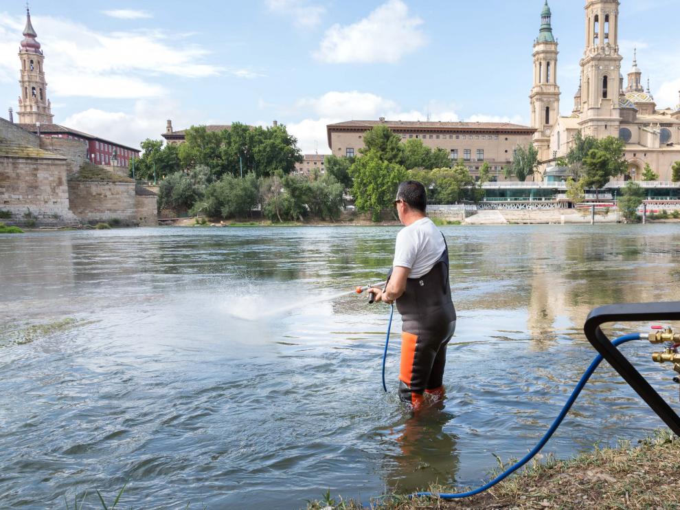 Dos máquinas sulfatadoras controlarán la plaga de mosca negra en Zaragoza