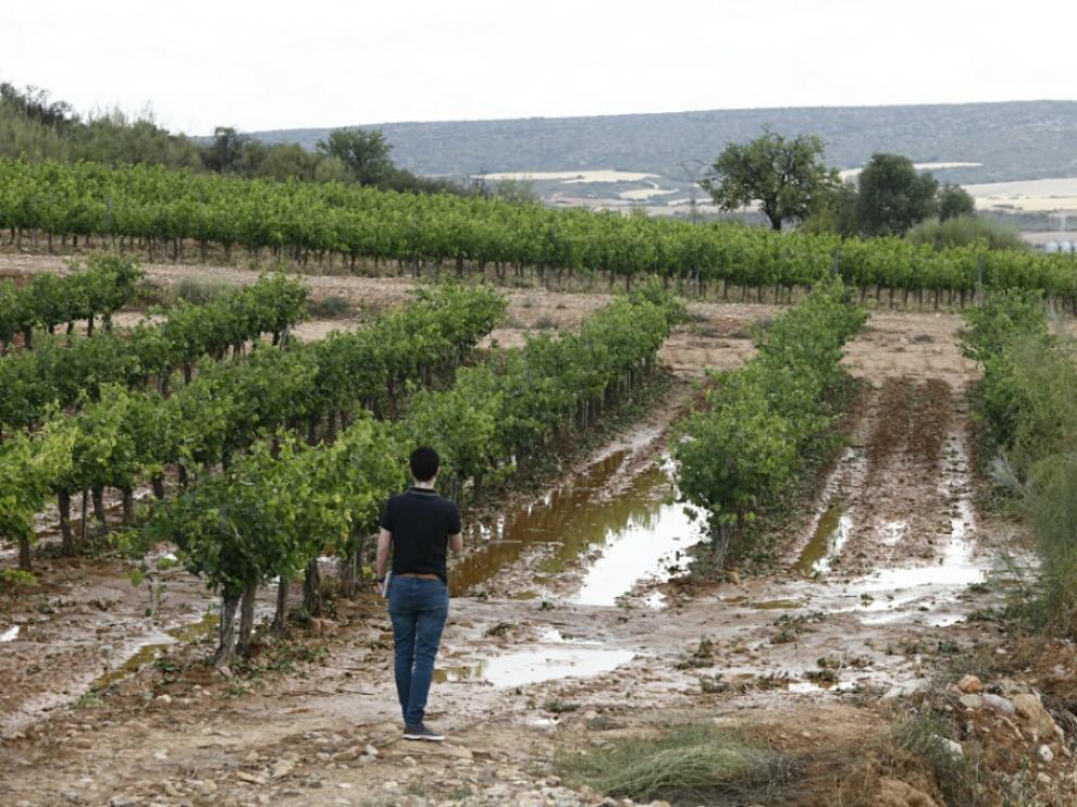 Daños causados por el granizo en el campo aragonés.