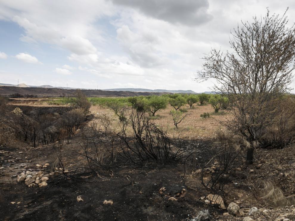 Varios de los árboles afectados por el incendio, junto a las vides dañadas por la granizada