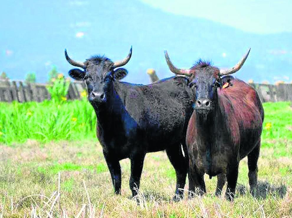 Ejemplares de bovino bravío que los ganaderos aragoneses quieren que se reconozcan como raza autóctona del valle del Ebro.