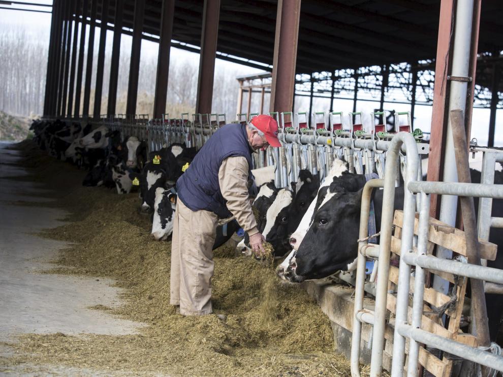 Una explotación ganadera de vacuno de leche en Aragón