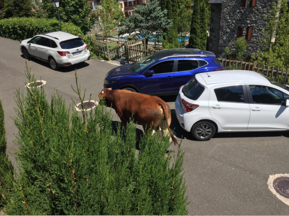 Un toro pasea por la urbanización de San Antón de Benasque.