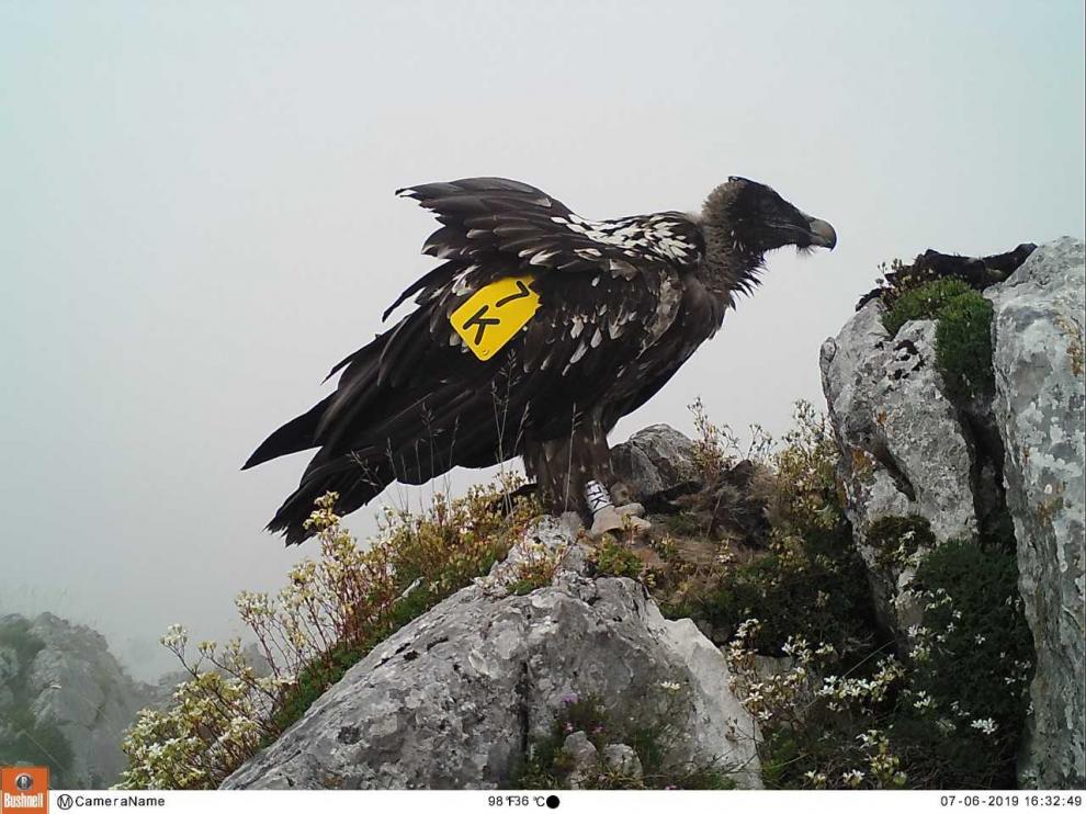 Imágenes de los últimos quebrantahuesos 'aragoneses' liberados en los Picos de Europa tomadas con los animales ya en libertad, durante la suelta y durante el nacimiento.