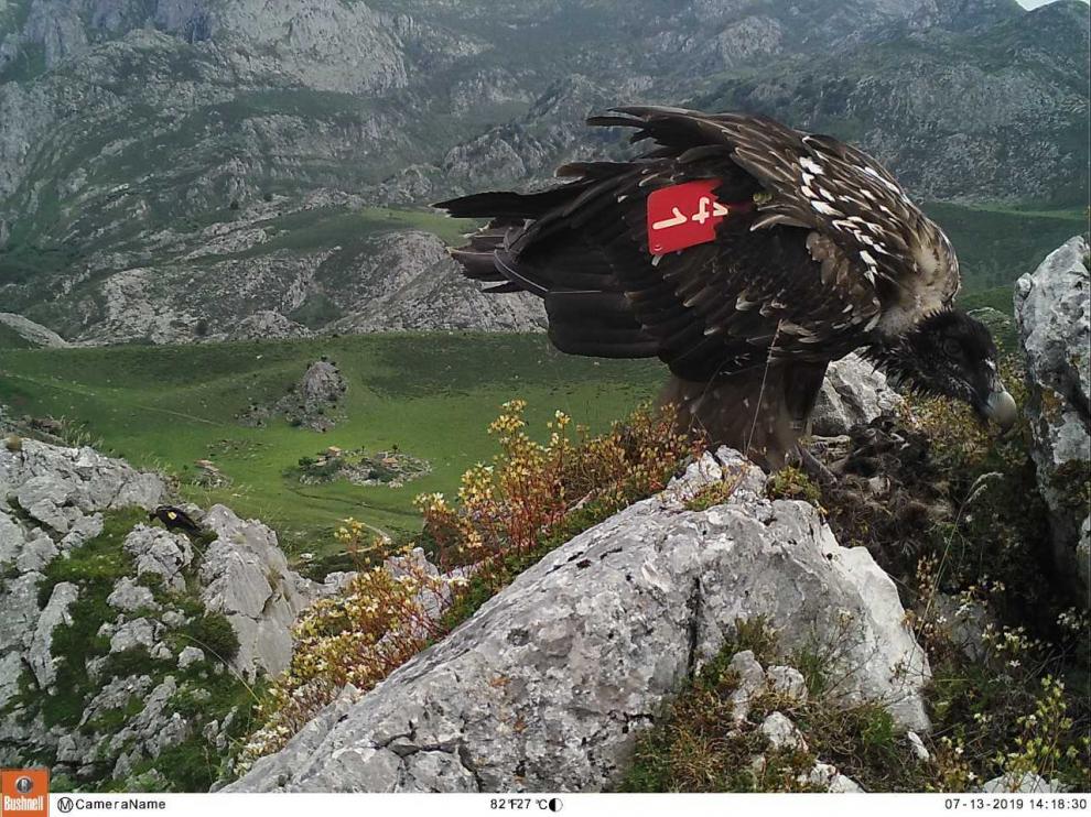 Los quebrantahuesos 'aragoneses' Niebla (en primer plano) y Hugo (al fondo), en el entorno de los lagos de Covadonga.