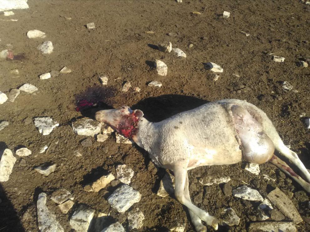 Imagen del animal que ha aparecido muerto en la explotación afectada.
