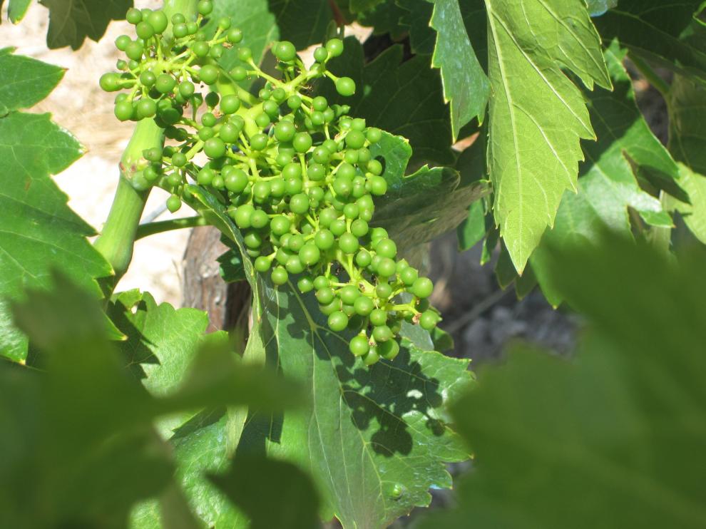 Los viñedos de Calatayud presentan un buena floración y cuajado.
