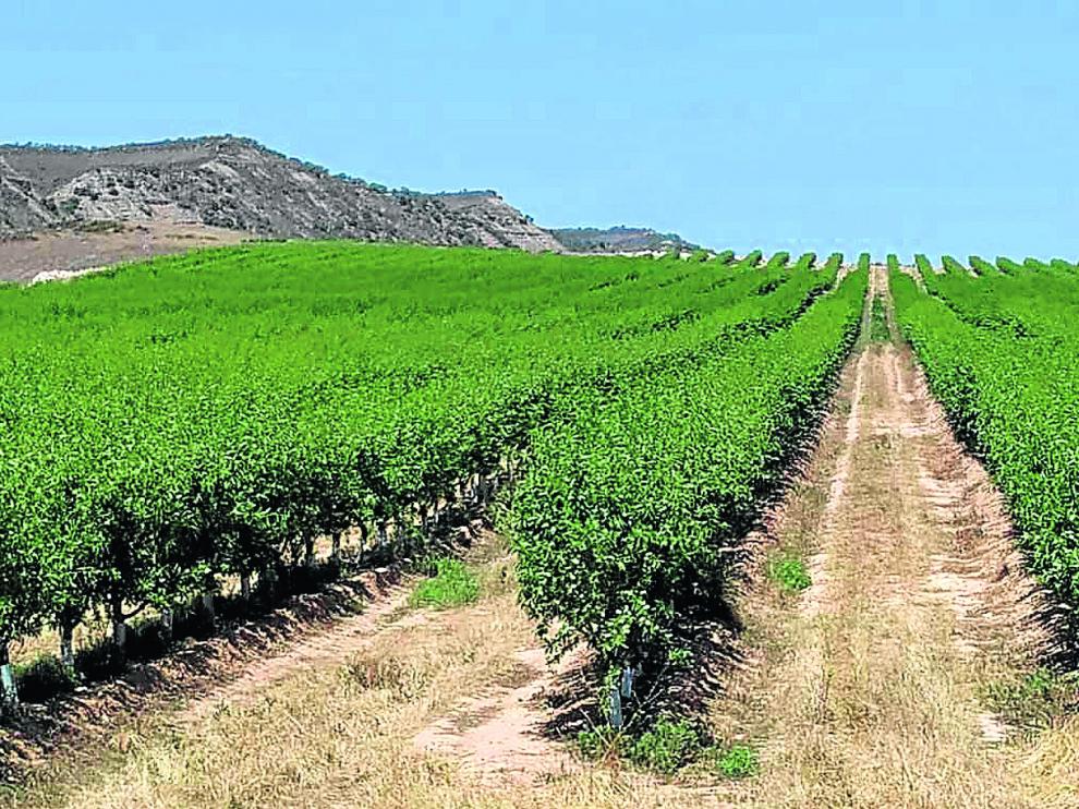 Explotación de almendros en seto, un nuevo modelo agronómico para un cultivo en plena expansión.