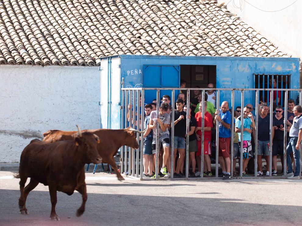 Una de las vacas embiste la barrera en la que se protegían los vecinos en el último encierro de Torres de Berrellén.