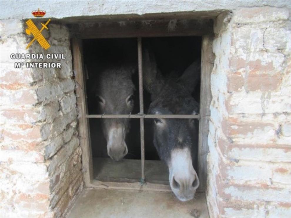 Dos de los animales supervivientes en la explotación.