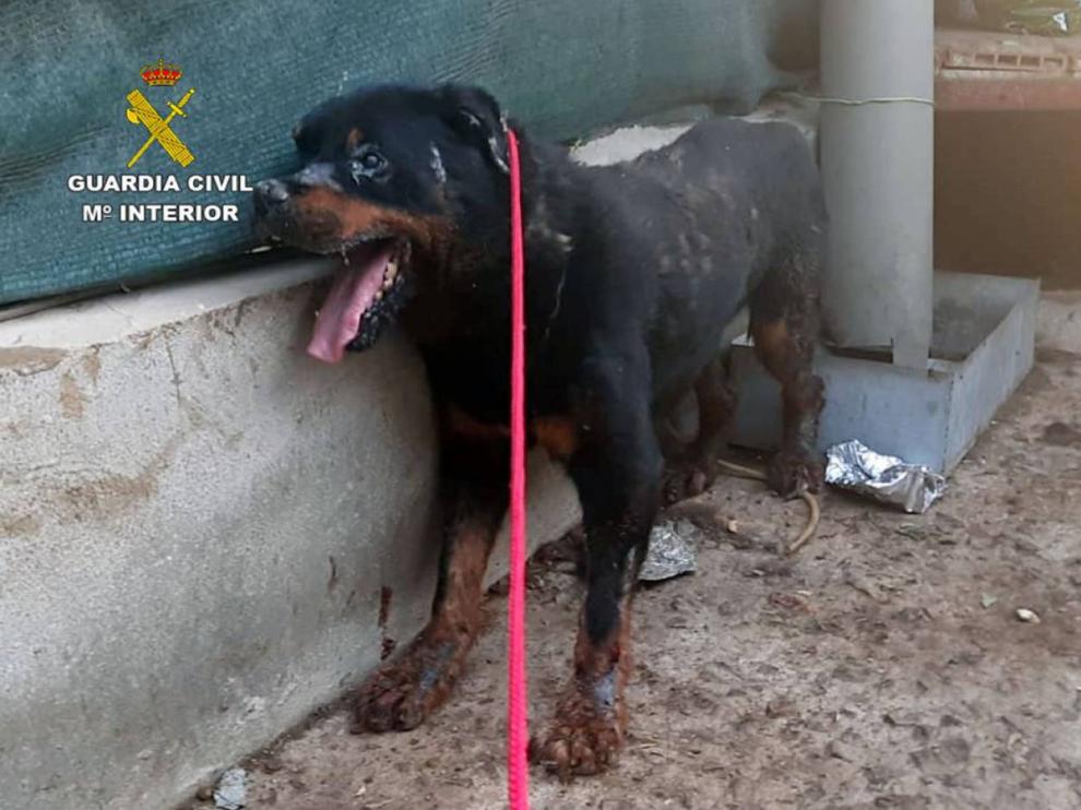 El animal se encontraba inconsciente debido a un fuerte golpe de calor.