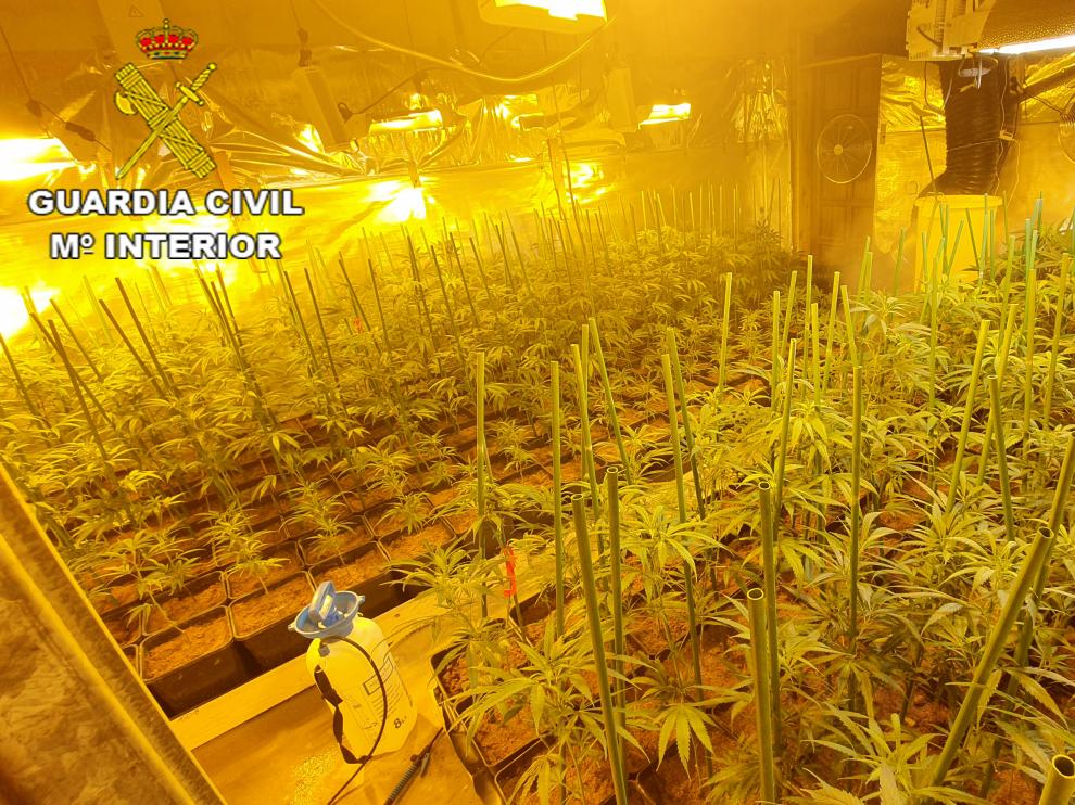 Imagen de la plantación de marihuana localizada en la provincia de Teruel.