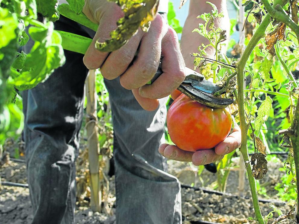 Las hortalizas tienen una presencia destacada en la agricultura ecológica aragonesa, aunque sus explotaciones son más pequeñas y ocupan menor número de hectáreas.