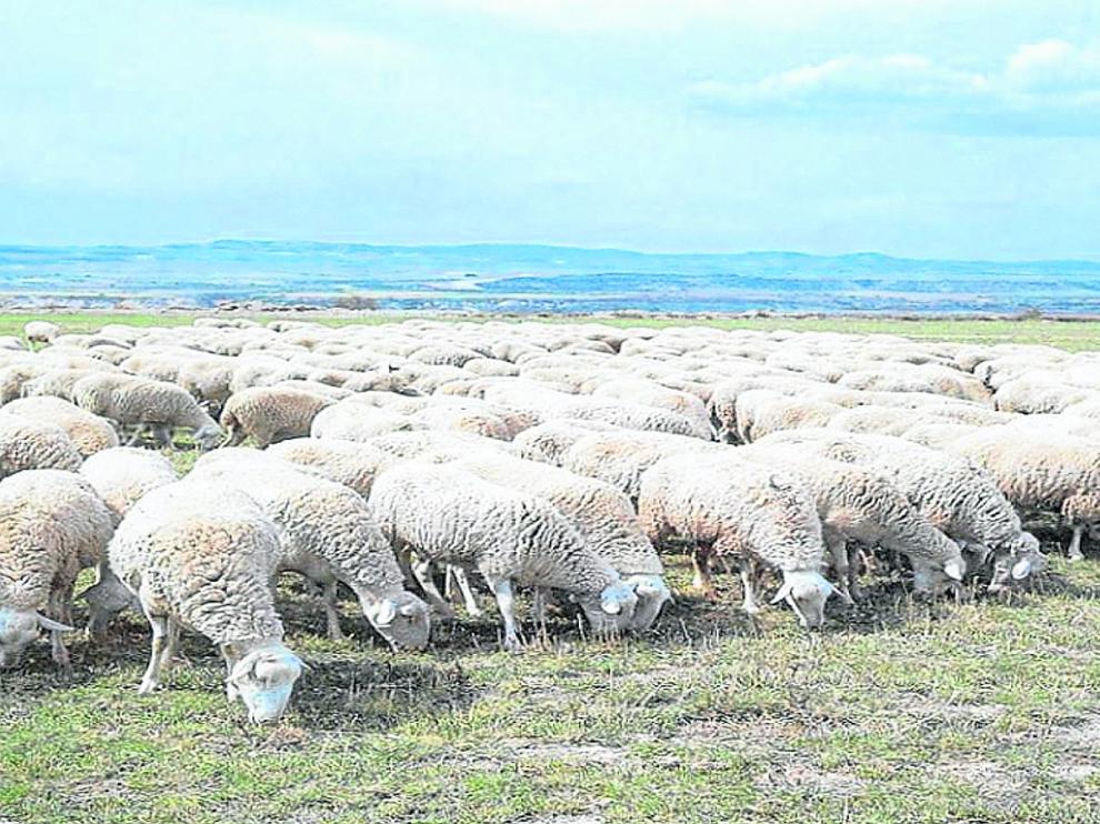 Un rebaño de ovejas de la raza rasa aragonesa alimentándose de pastos naturales en Aragón.