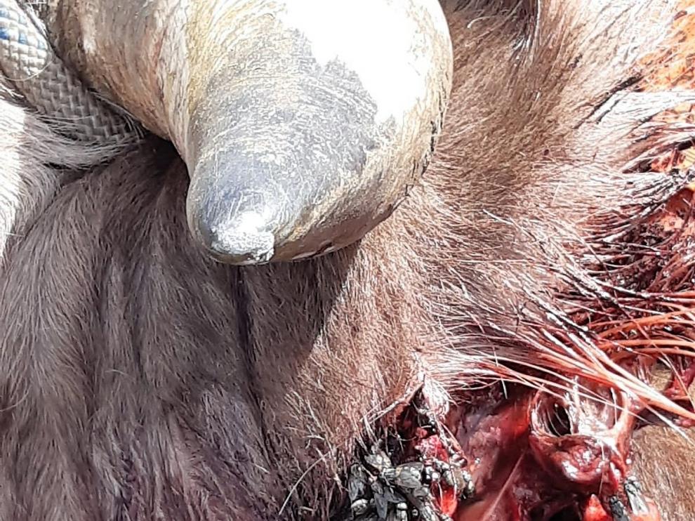 Detalle de la mordedura sufrida por el toro en la cabeza.