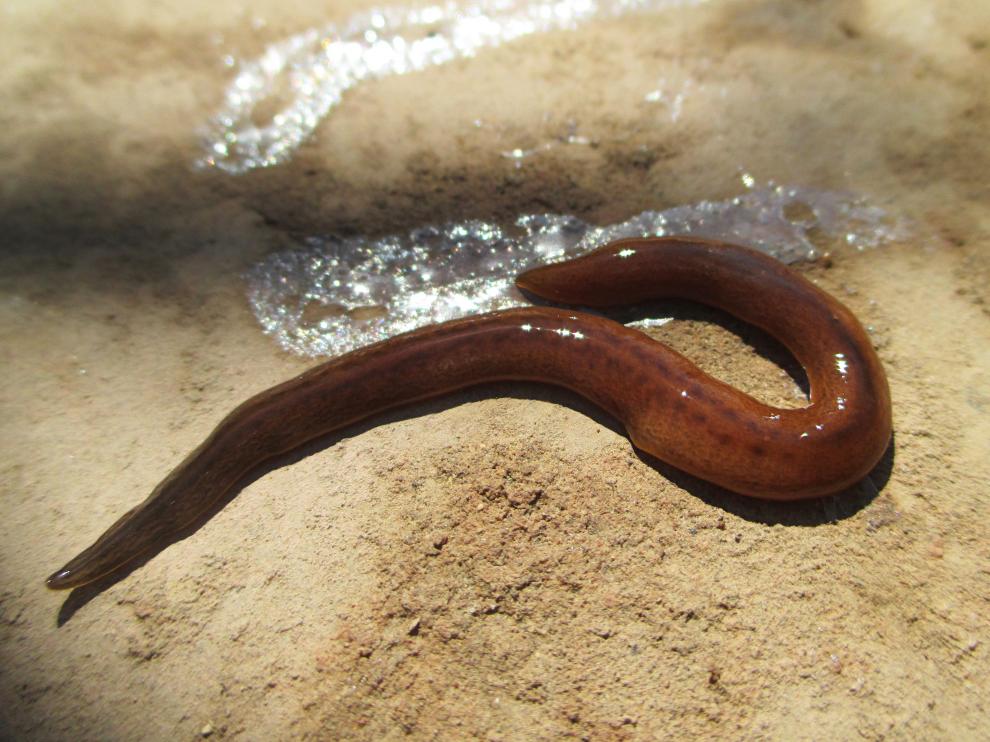 Obama nungara es una especie de planaria terrestre originaria de Brasil y Argentina