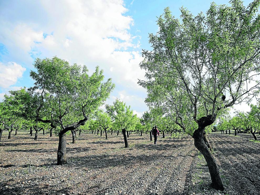 Cultivo de almendro en una explotación de la provincia turolense.